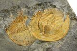 Three Trinucleid (Declivolithus) Trilobites - Mecissi, Morocco #253693-2